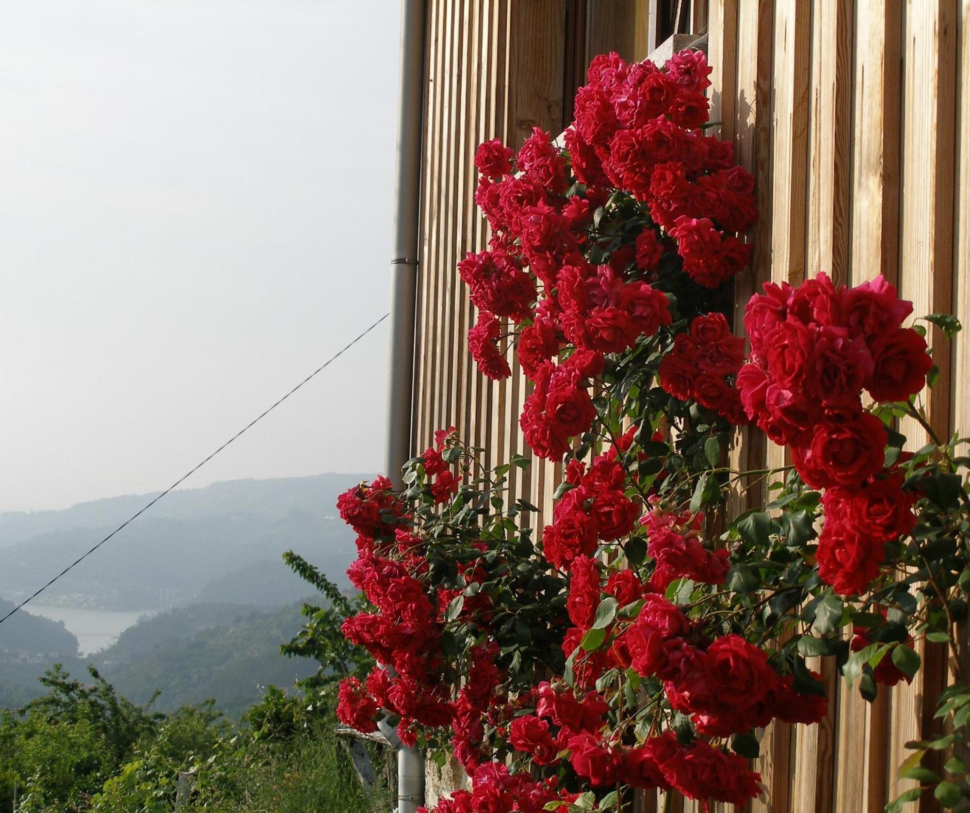 친파에스 Casa Do Moleiro 게스트하우스 외부 사진